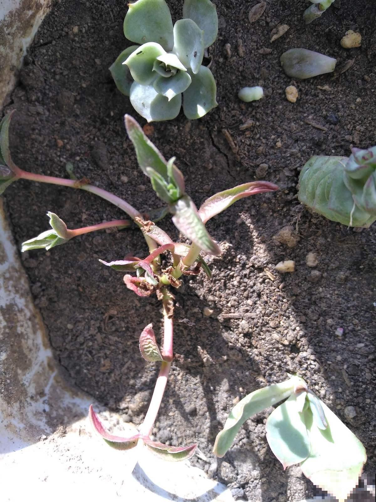 5种“入侵花”，除都除不掉，太恐怖了