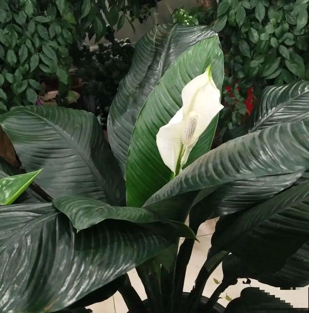 屋里养5种花，净化空气效果好，还特湿润