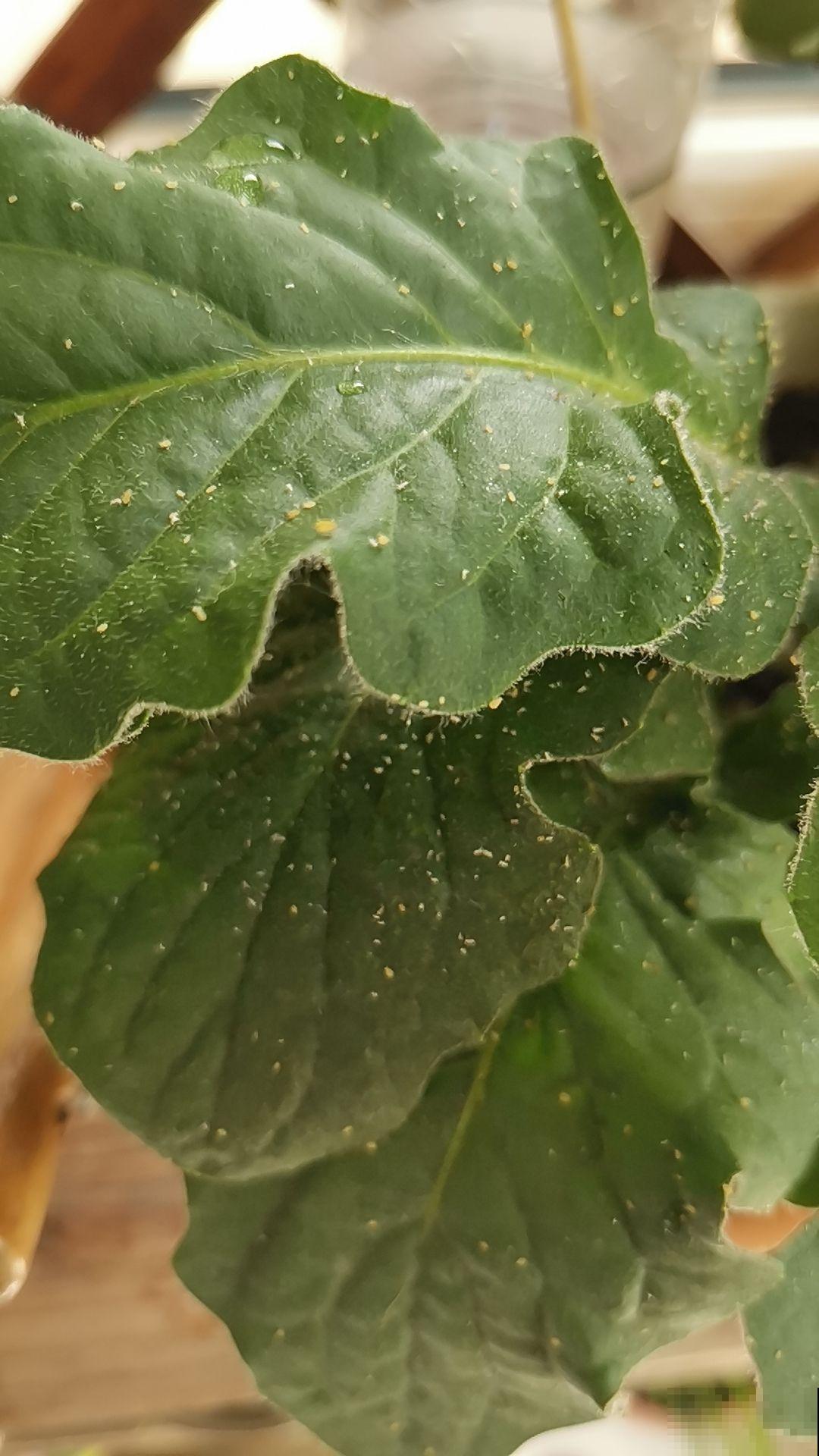 植物叶片出现窟窿，千万不能忽视，这是植物生病的前兆