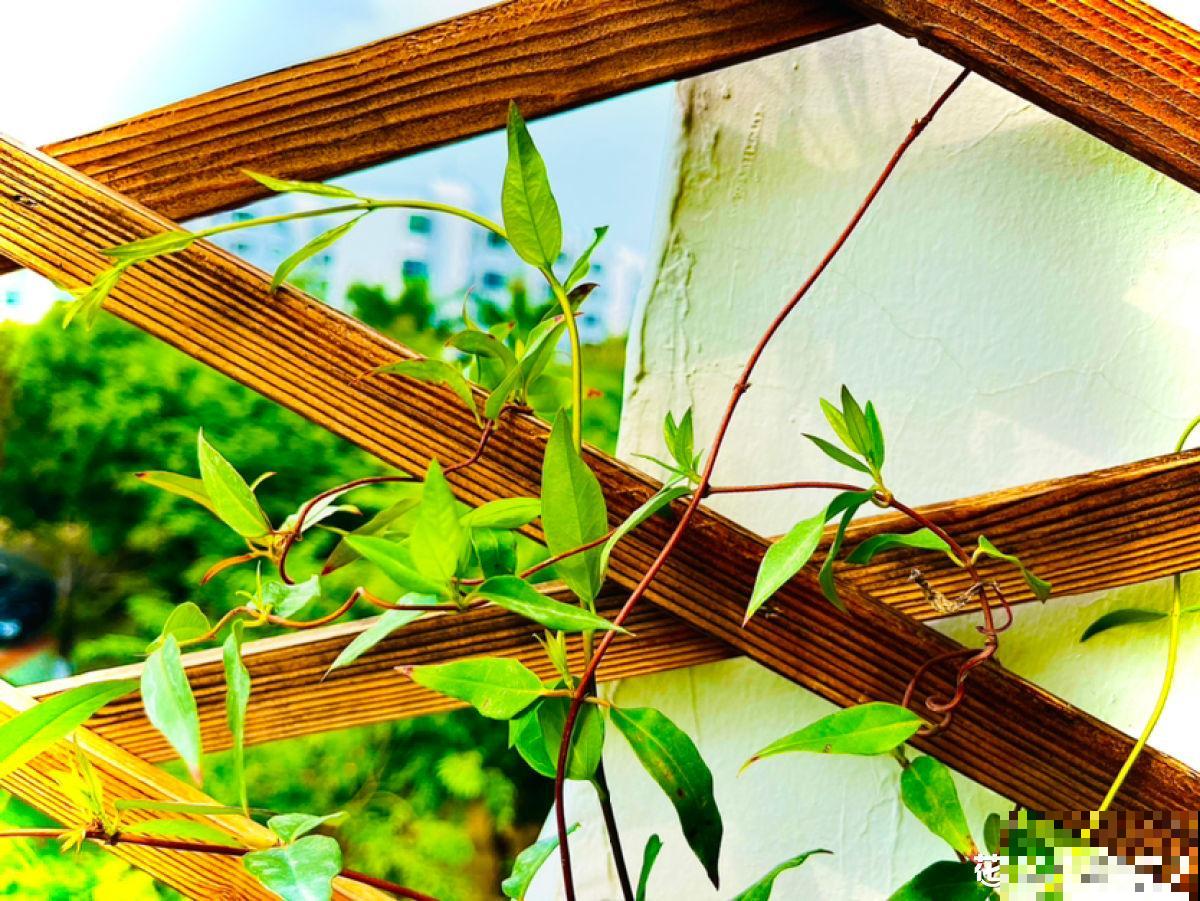 1种花，开花多，味道香，媲美月季