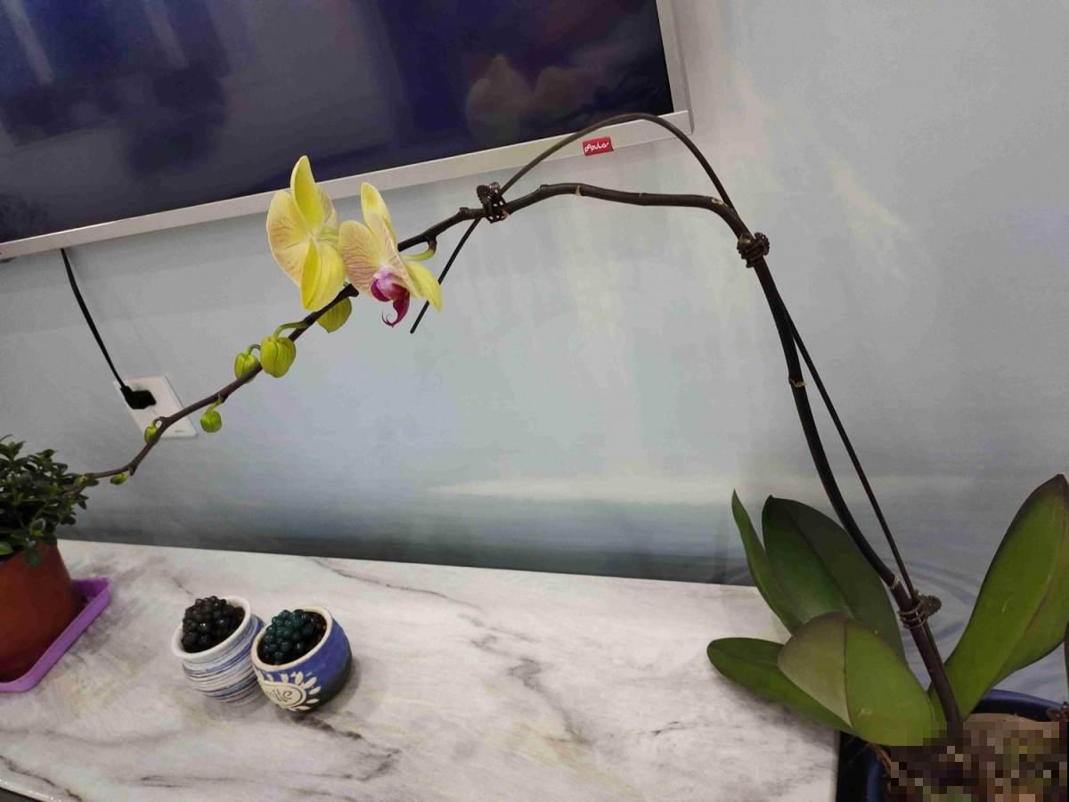 10种花天生“公主病”,真是没得治,养花大神遇到也头疼 10种花天生“公主病”,真是没得治,养花大神遇到也头疼