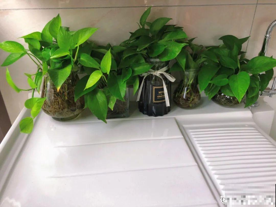 6种花好养活，超适合新手，养护看这篇就够了