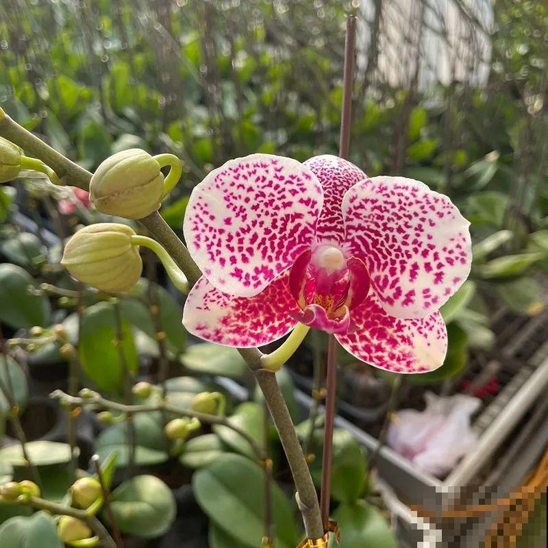 12月啦,快买“喜庆花”,能开3个月,下个月就涨价,别被 12月啦,快买“喜庆花”,能开3个月,下个月就涨价,别被