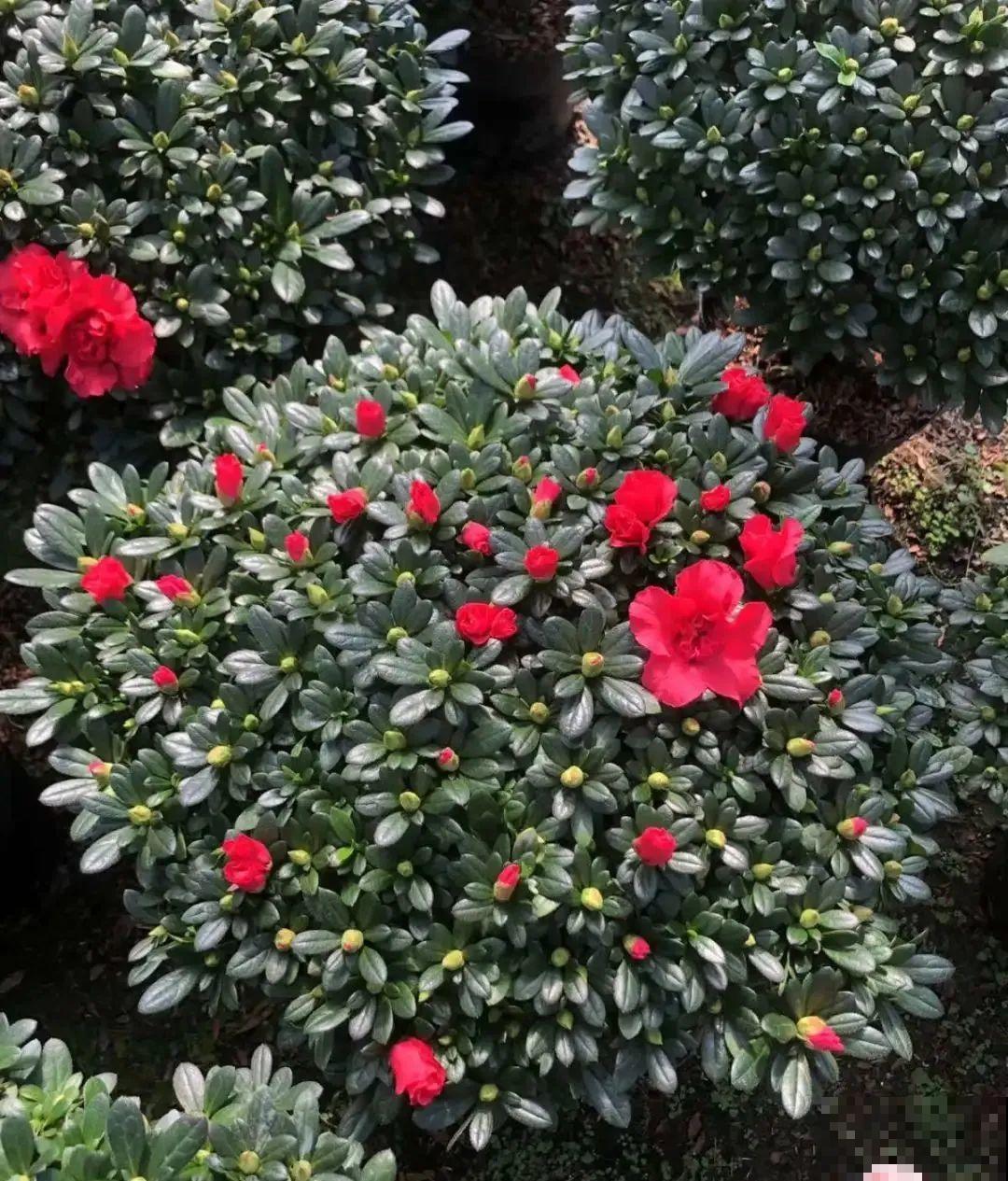 8种花，年年买，年年养死，今年可别当冤大头