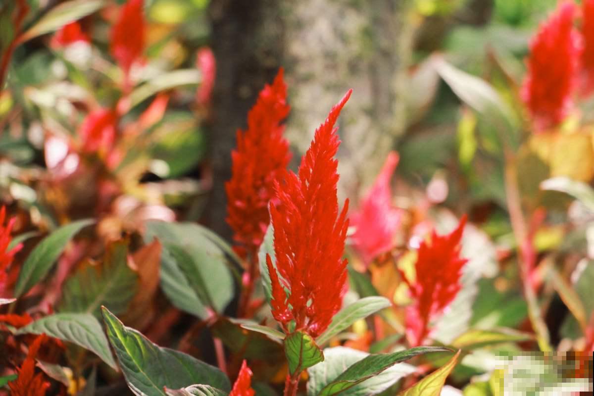 6种植物，长得特像小动物，惟妙惟肖又好养