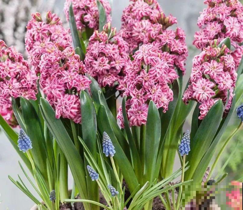 2块钱一个的便宜花,埋土里就开花爆盆,天再冷也冻不死 2块钱一个的便宜花,埋土里就开花爆盆,天再冷也冻不死