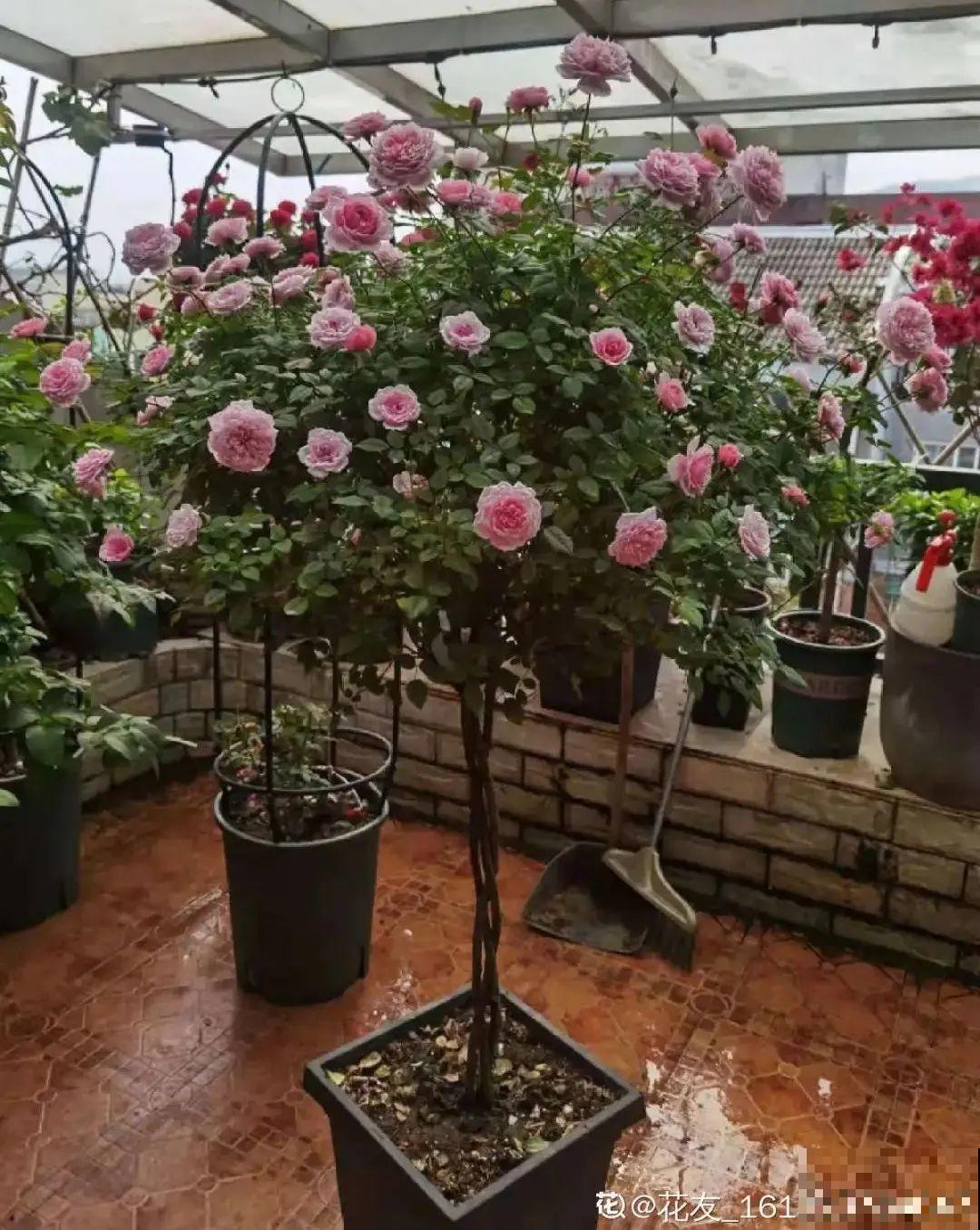 养的花一直不开花，主要是这6点做好，赶紧学起来