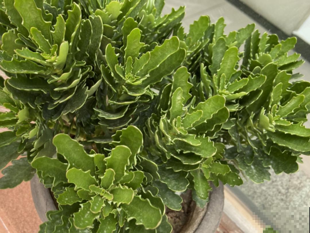 自制养花杀虫水，现在给花喷一喷，3天见效