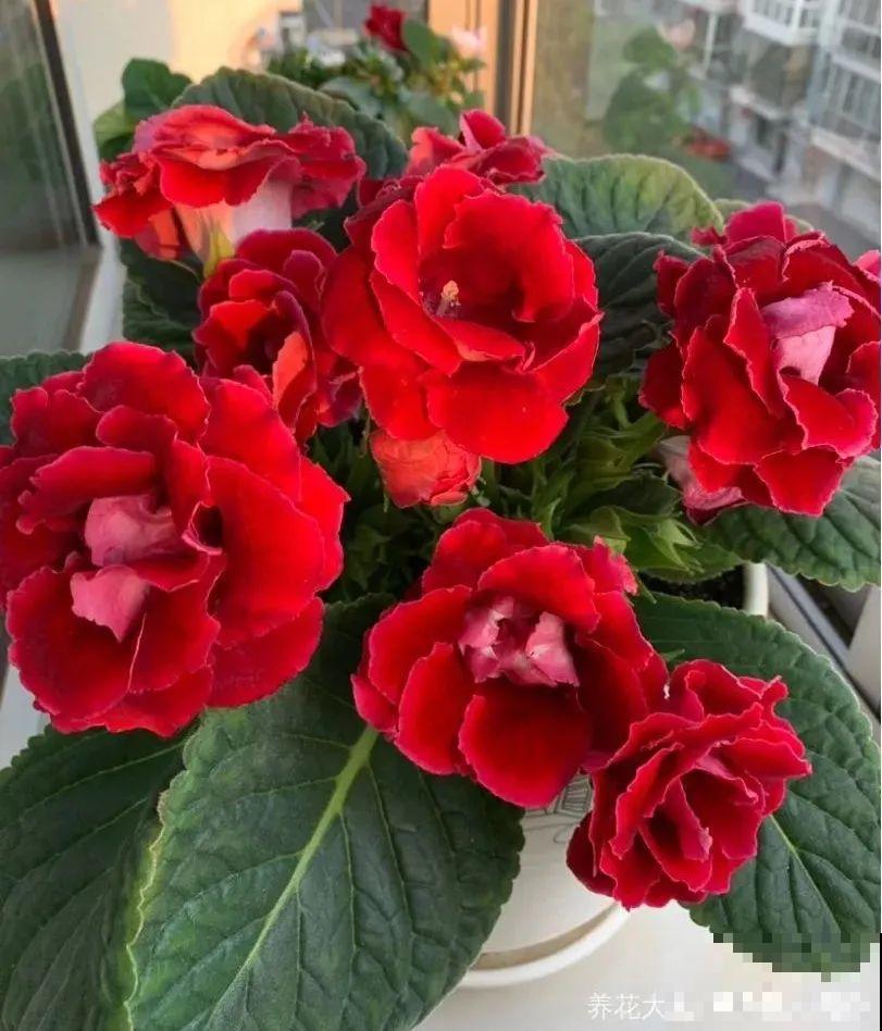 家里没光就养大岩桐，开花堪称“人间富贵花”，繁殖特简单