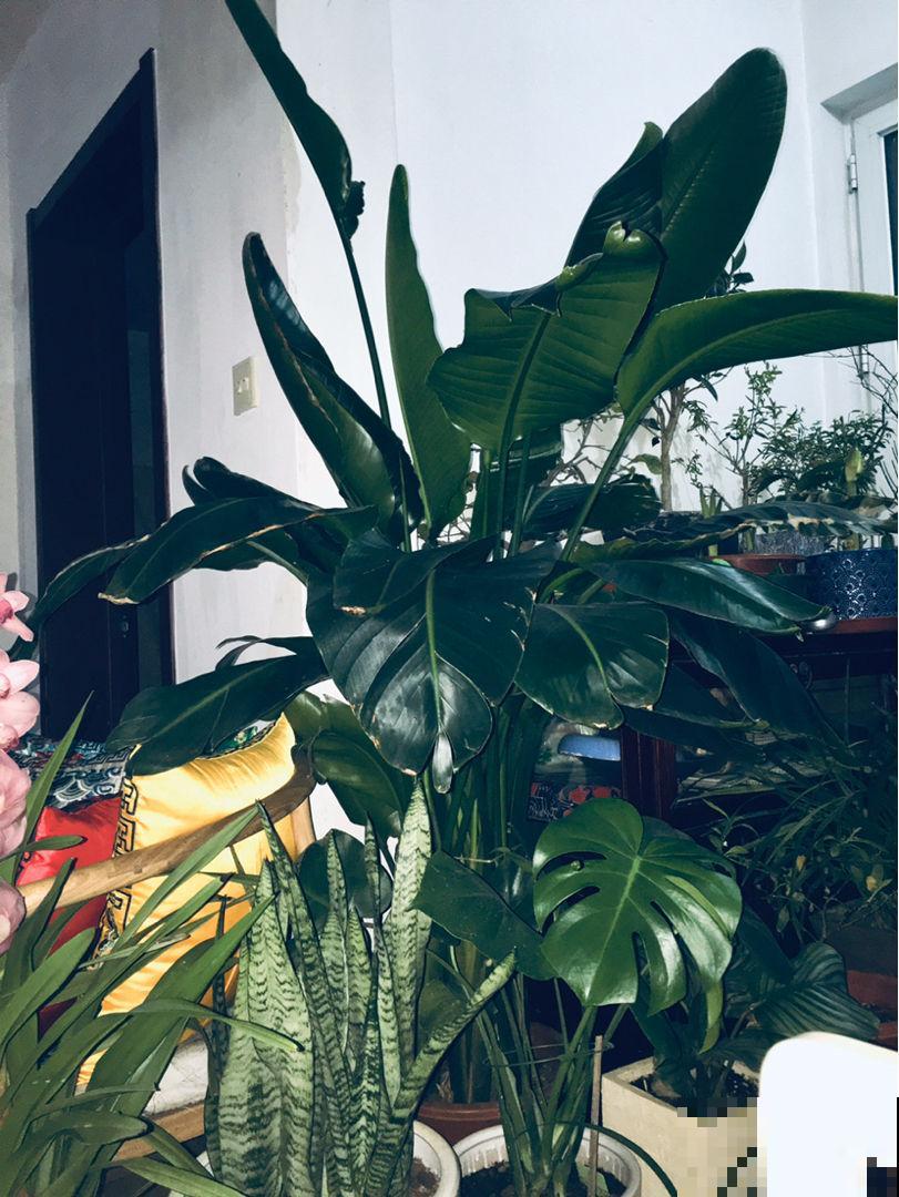 叶大招财的花,5种适合养在家里的绿植,美观大气又吉祥 叶大招财的花,5种适合养在家里的绿植,美观大气又吉祥