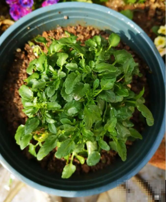 特耐寒的花，冬天照样能爆盆，颜值不输牡丹