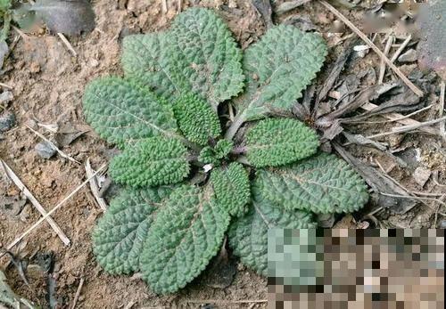 小时候“不受待见”的野草,现在排队山上挖,用处可大了 小时候“不受待见”的野草,现在排队山上挖,用处可大了