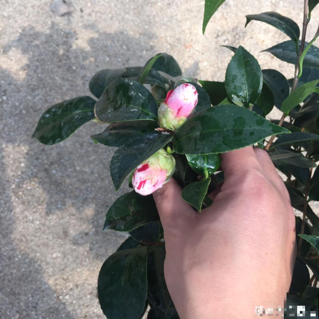 超爱“变颜色”的茶花，一树五色花，颜色艳丽赛牡丹