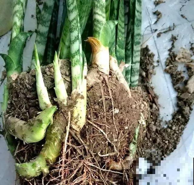 7种花有个小机关，找对位置打开它，新芽爆满盆