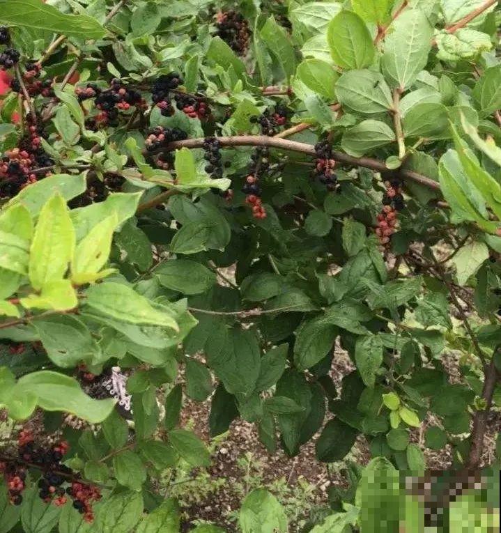 路上看见银杏果,不要捡,小心有毒! 路上看见银杏果,不要捡,小心有毒!