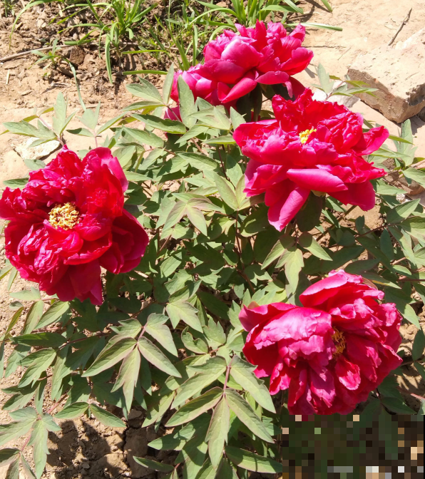 芍药和牡丹，傻傻分不清楚，6个方法教你快速区别