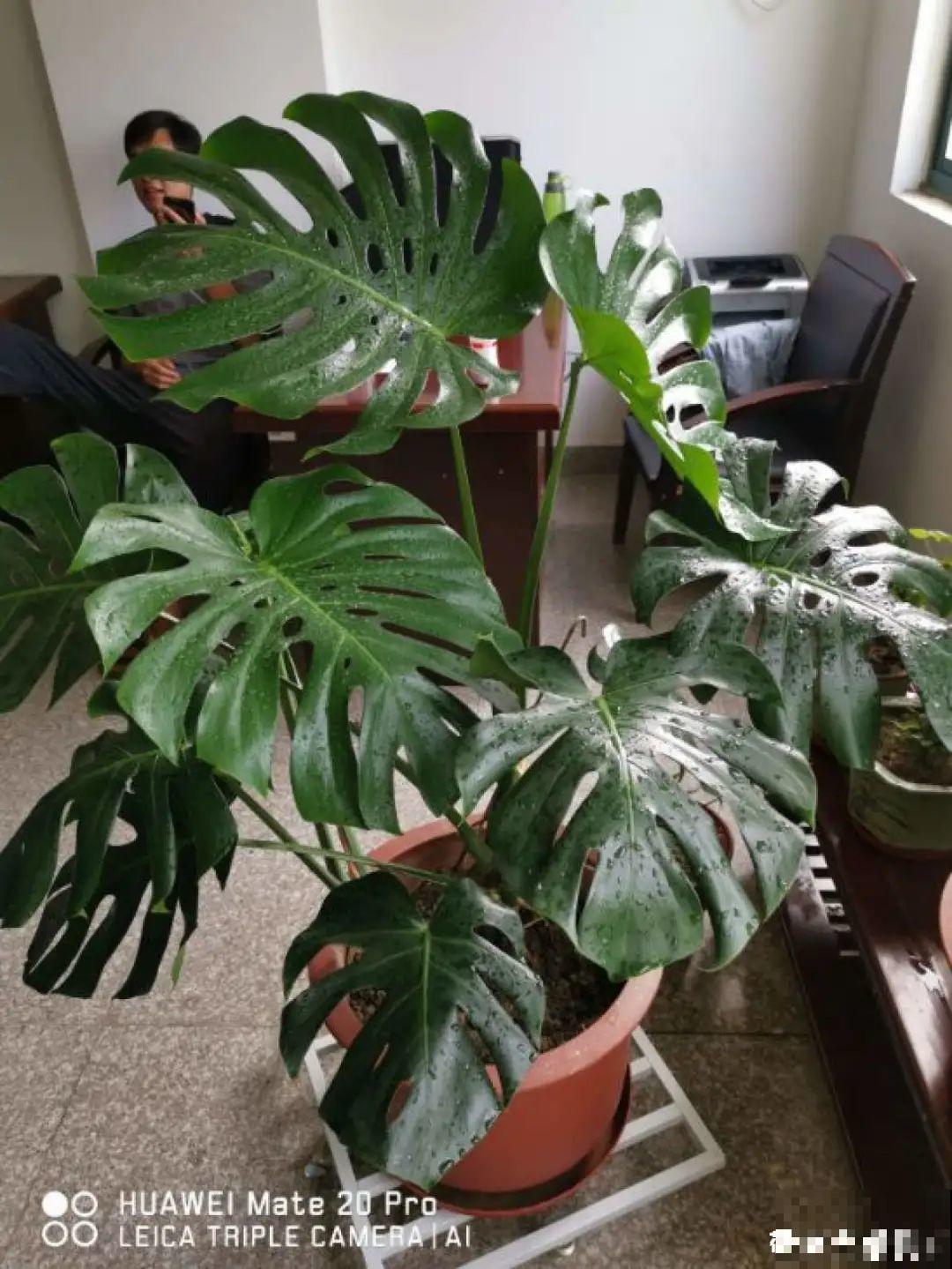 10种“怕晒花”，越晒死越快，半阴地儿反倒长得旺