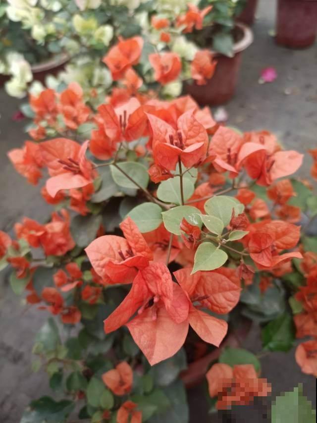 三角梅不开花如何解决,牢记三大要点,春天花开满树 三角梅不开花如何解决,牢记三大要点,春天花开满树