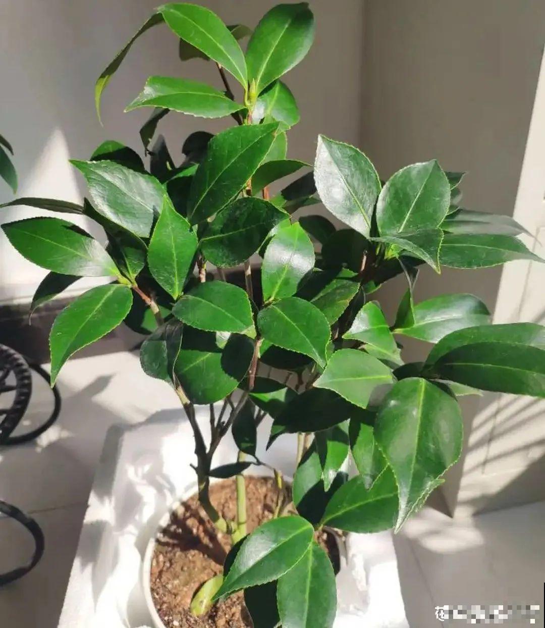 10种花，冬天别喷水，越喷越烂叶，变成光杆特丑