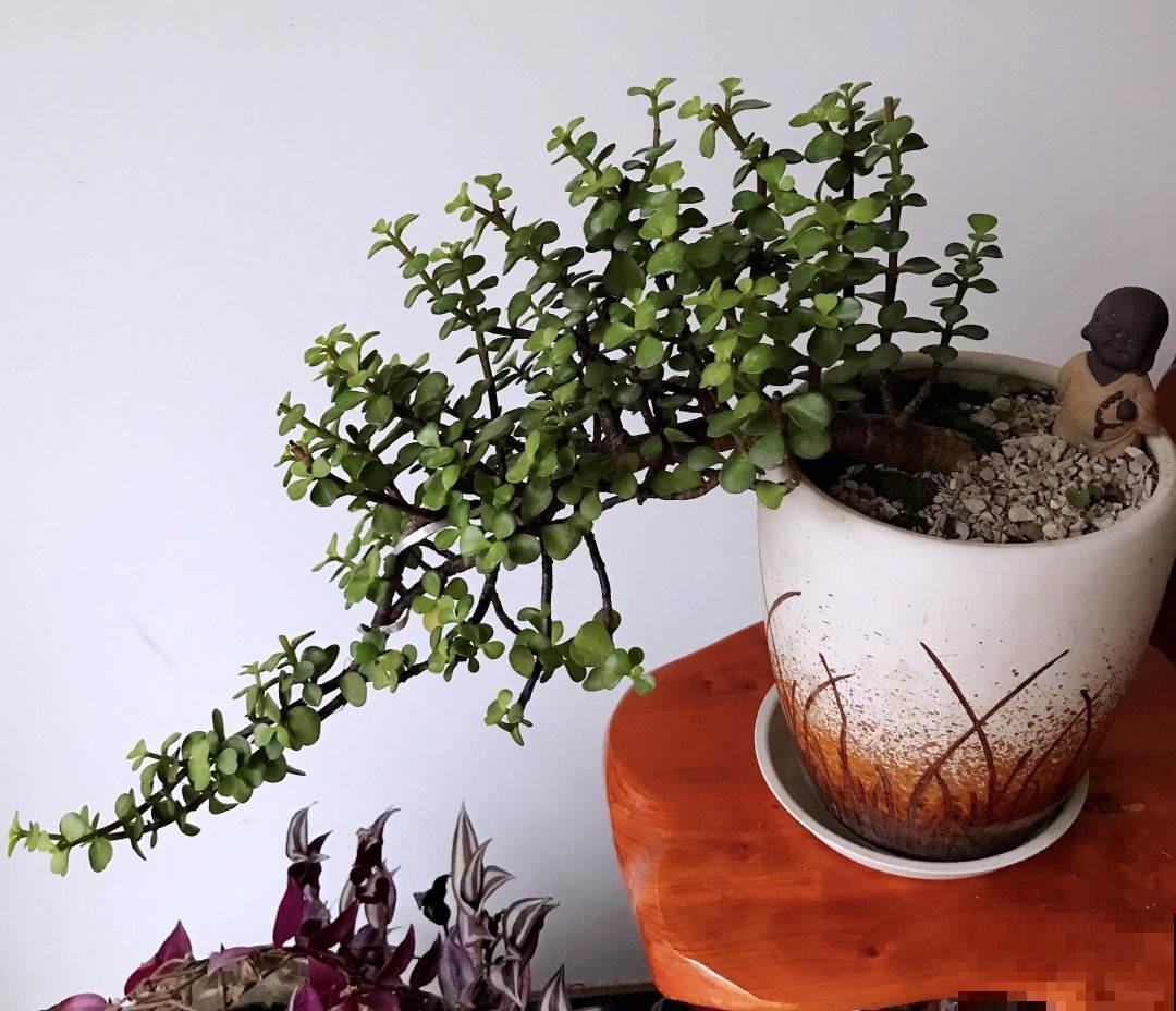 5种花，寿命长，变了老桩更大气