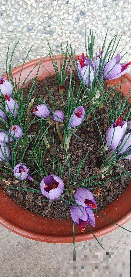 家里有女人，养一盆藏红花，养生美颜效果好