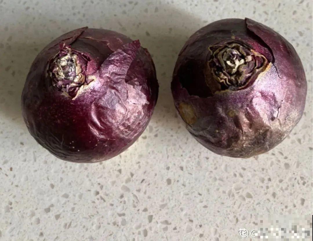 买茶花也要注意“坑”，注意5要点，叶子挺立有精神