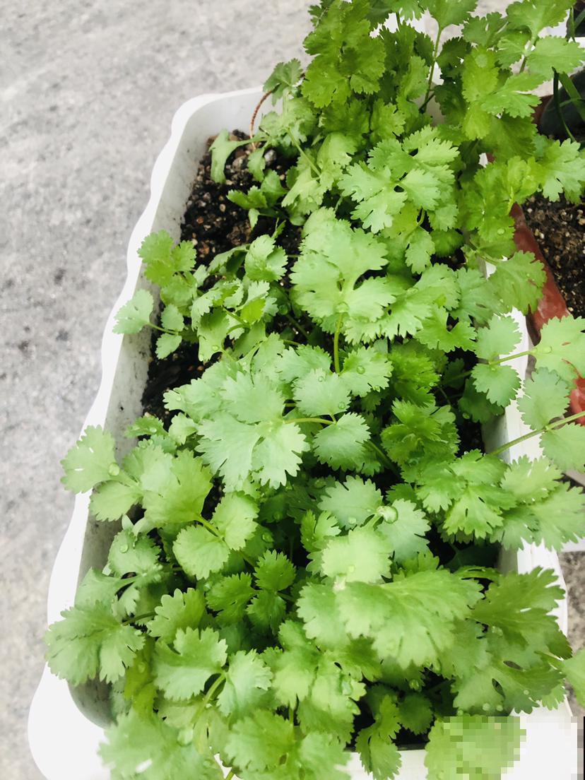 蔬菜头别扔，种土里乎乎长小苗，半个月就能吃