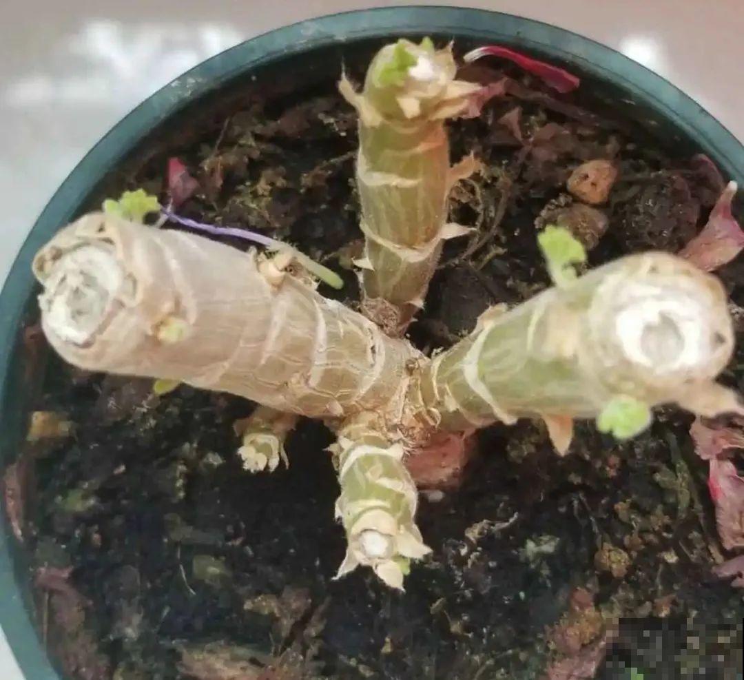秋天种16种花，冬天就能开爆盆，满盆都是花
