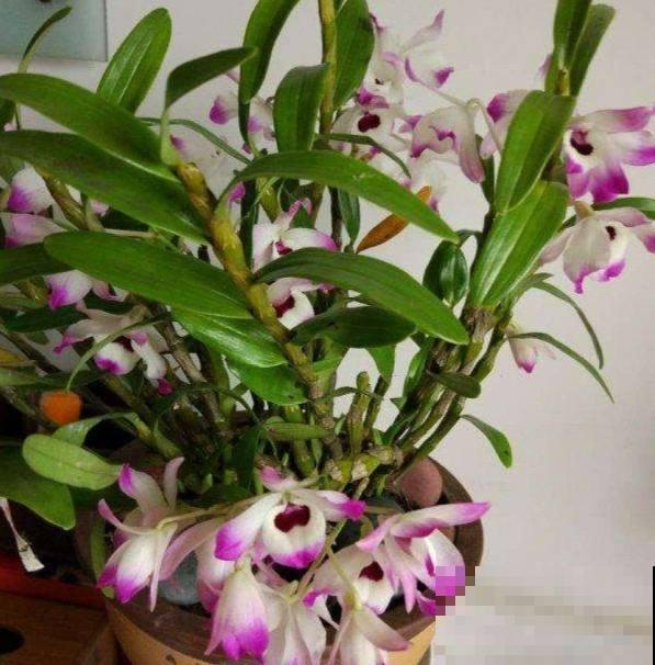 家里养一盆石斛,泡水当茶喝好处多多,季节干燥正合适 家里养一盆石斛,泡水当茶喝好处多多,季节干燥正合适