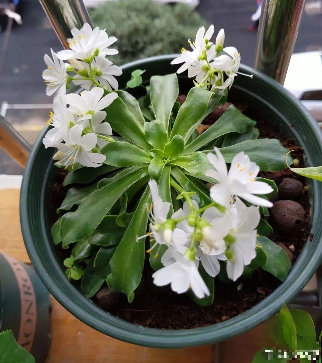 颜值超高的小清新植物,一年到头都在开花,而且越开花越多 颜值超高的小清新植物,一年到头都在开花,而且越开花越多