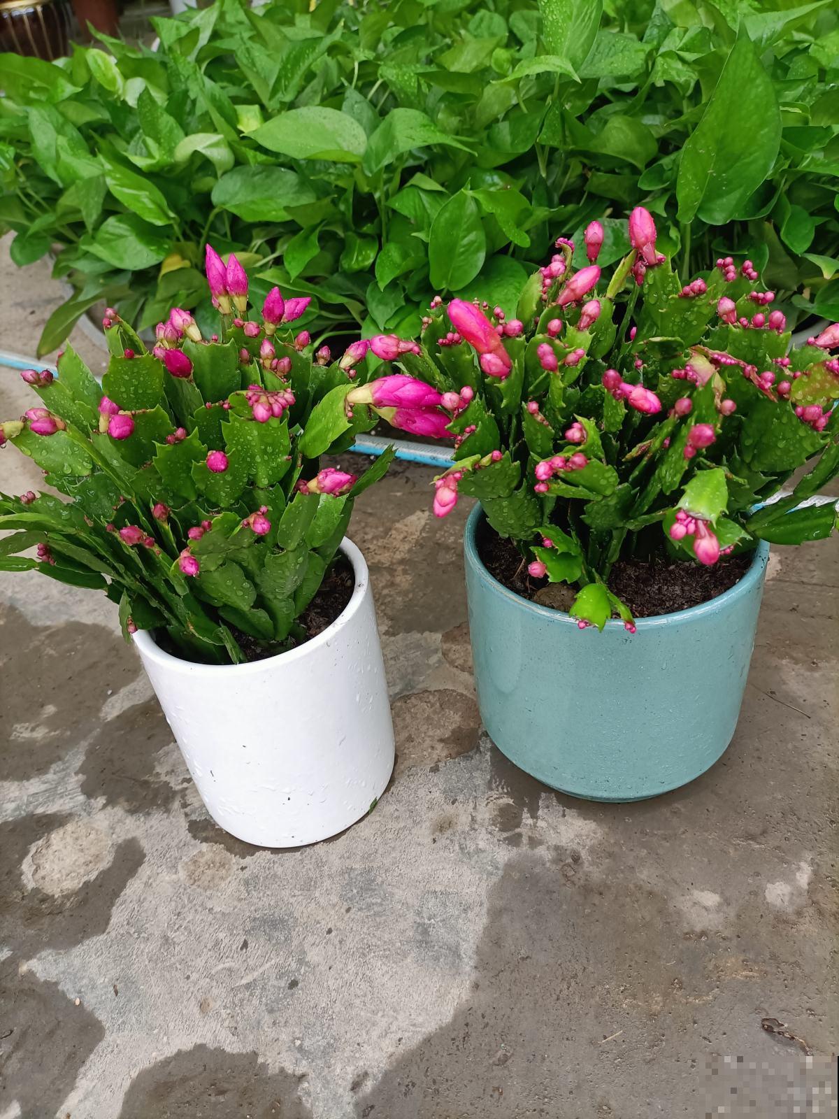 冬天养蟹爪兰只需记住2点,花骨朵能窜满枝头,满盆都开花 冬天养蟹爪兰只需记住2点,花骨朵能窜满枝头,满盆都开花