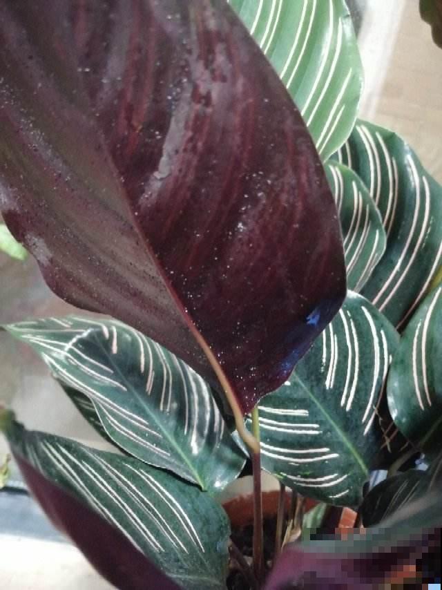 自制养花杀虫水，方便安全，养花特干净