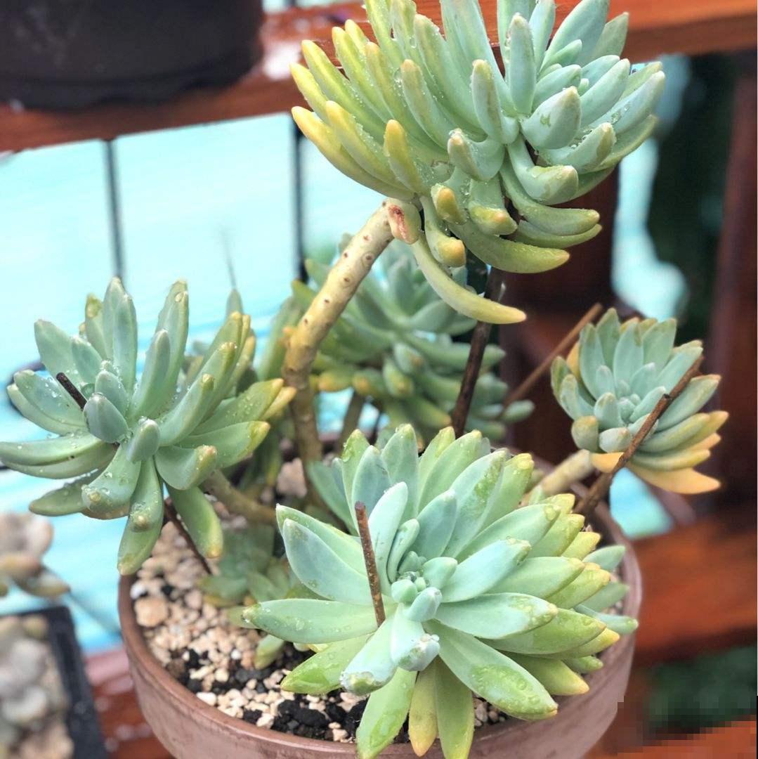 秋天养多肉，就养这5种，呼呼冒小芽