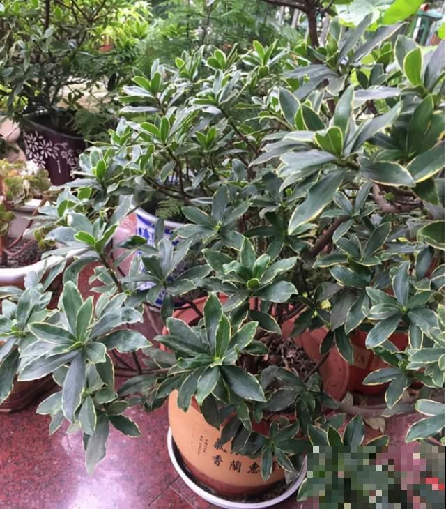 冬天养瑞香有“3怕”，抓紧预防，确保春节香花簇簇冒