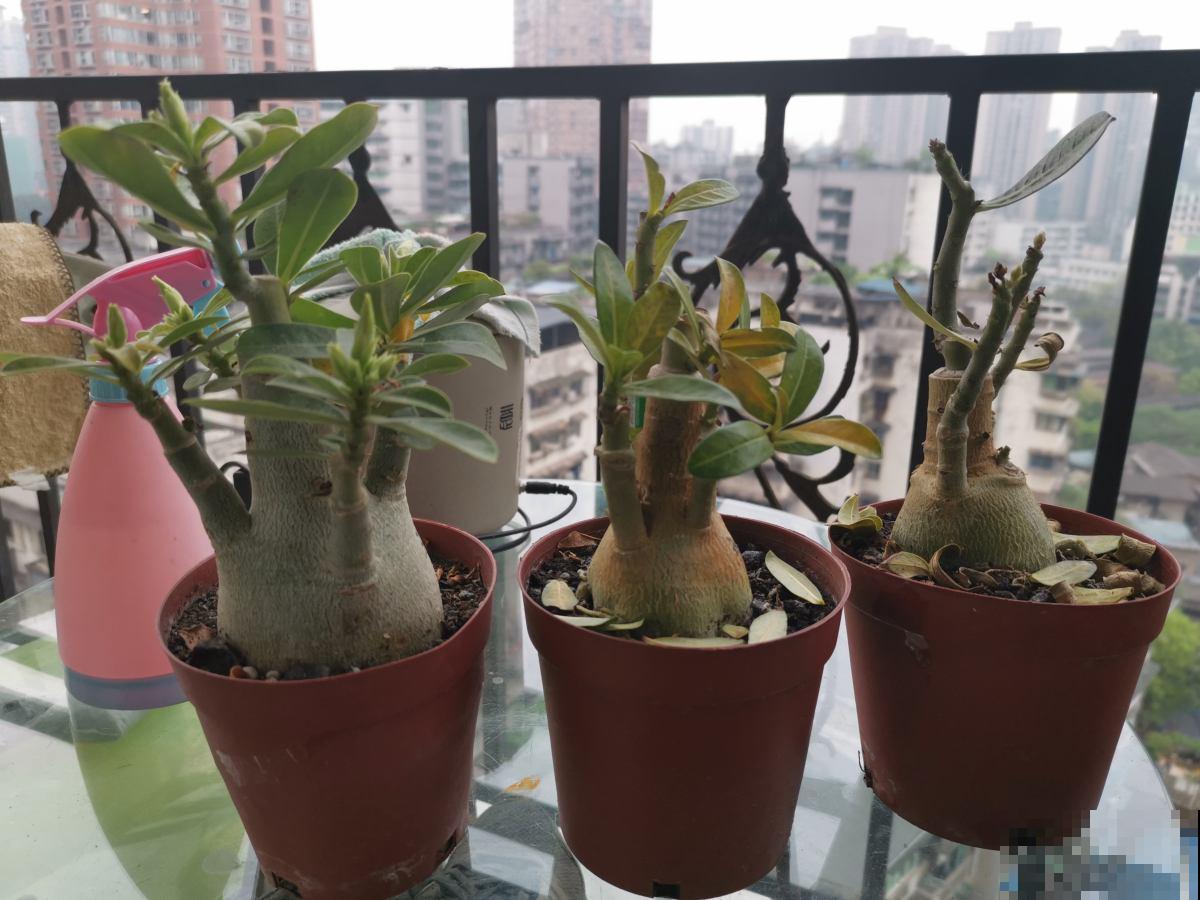 10种花天生“公主病”,真是没得治,养花大神遇到也头疼 10种花天生“公主病”,真是没得治,养花大神遇到也头疼