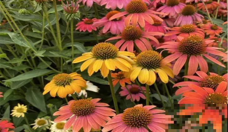 5种小清新菊花，花期长，花量大，秋天值得入手！