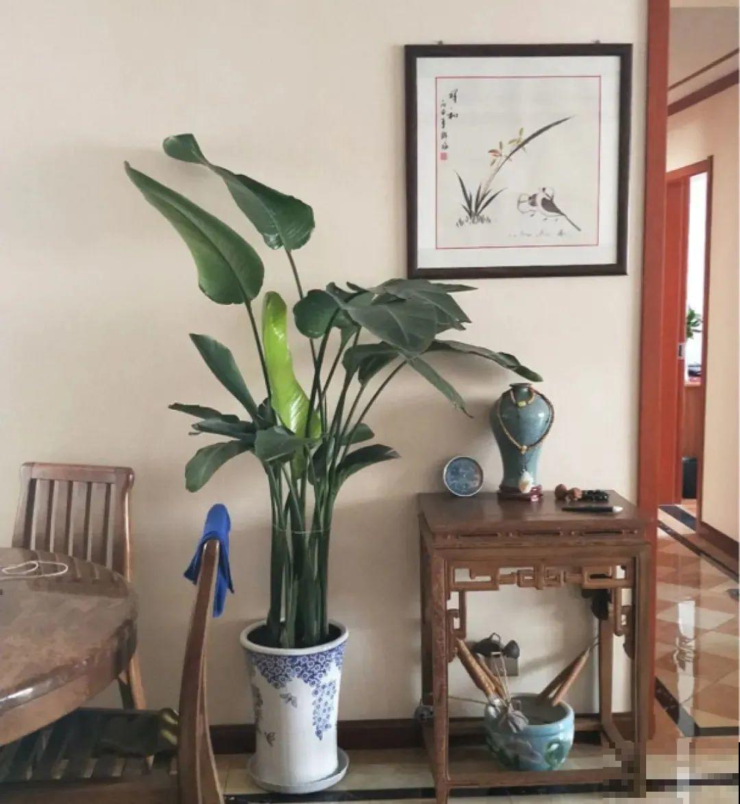 养花一直不开花,给他套个黑塑料袋,花苞呼呼冒 养花一直不开花,给他套个黑塑料袋,花苞呼呼冒