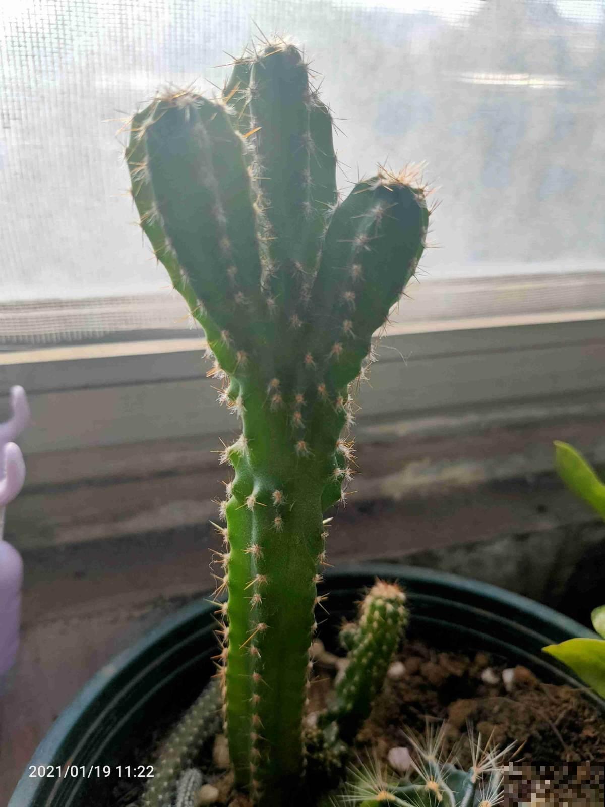 大爷养的仙人球，总是比我好，除了浇水还该怎么养