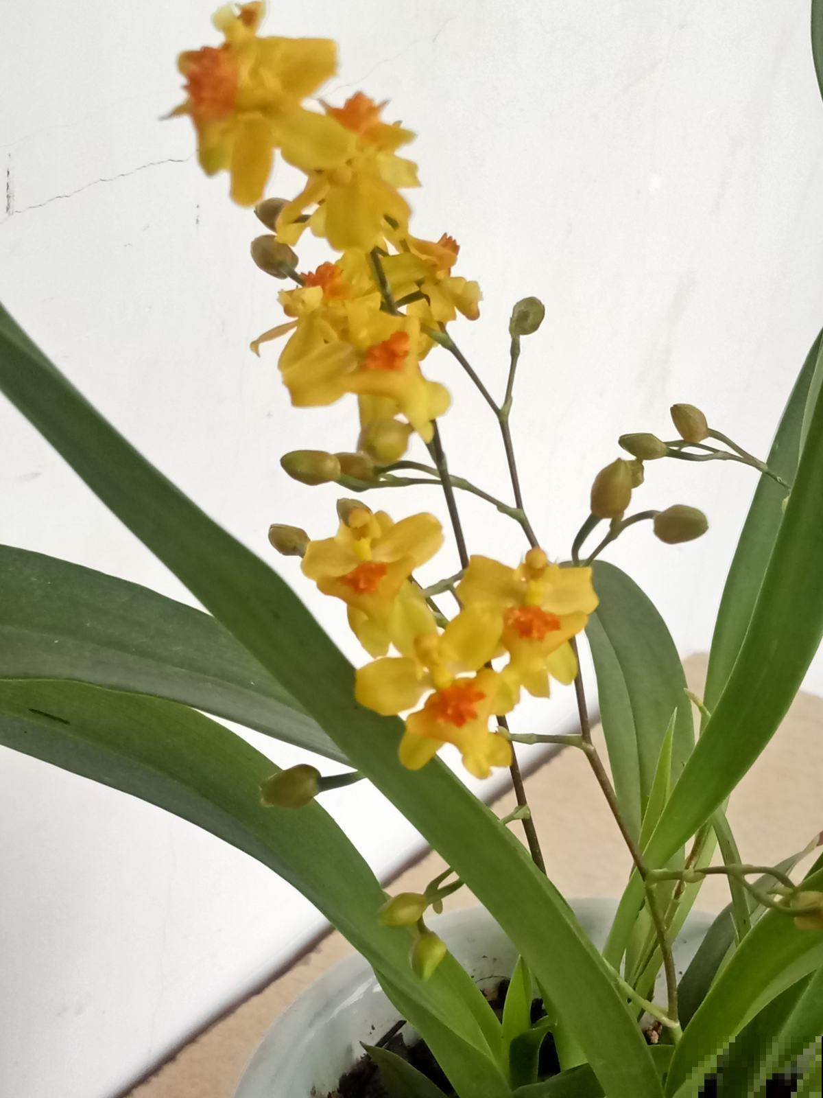 耐阴开花多的文心兰,开花还有奶油的香味,现在养很合适 耐阴开花多的文心兰,开花还有奶油的香味,现在养很合适