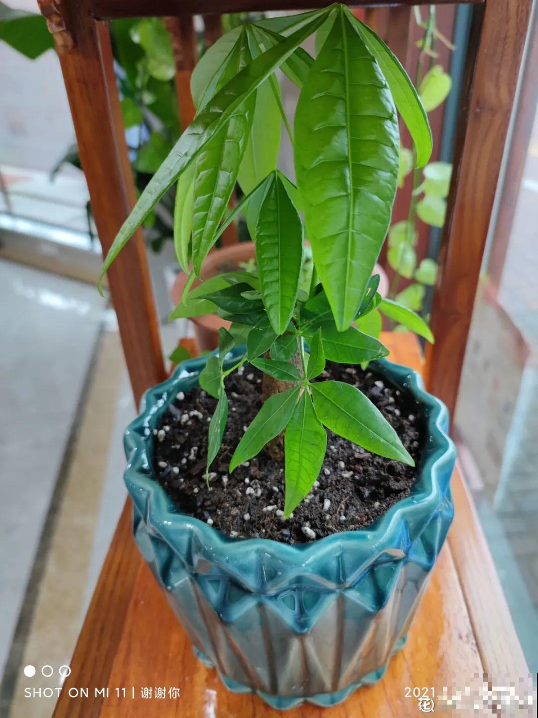 5种花盆,闷根又烂根,一养花就死掉 5种花盆,闷根又烂根,一养花就死掉