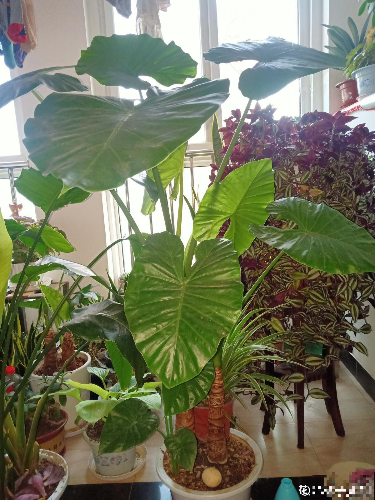 家有小孩和宠物,不要养这8种花,食用了得马上去医院 家有小孩和宠物,不要养这8种花,食用了得马上去医院