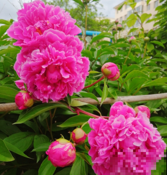 芍药和牡丹，傻傻分不清楚，6个方法教你快速区别