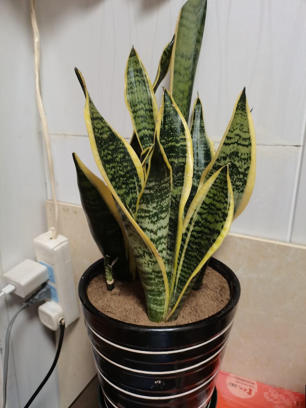 5种花冬天不能多浇水,积水容易烂根,呼呼死一大片 5种花冬天不能多浇水,积水容易烂根,呼呼死一大片