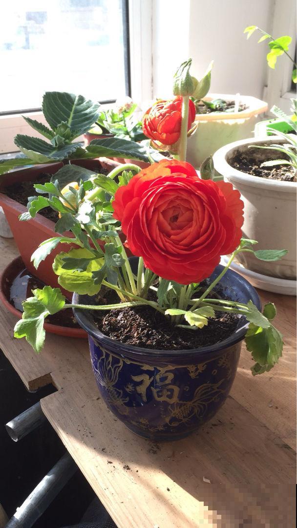 “小爪子”埋土里，做好这2点，开出富贵“小牡丹”