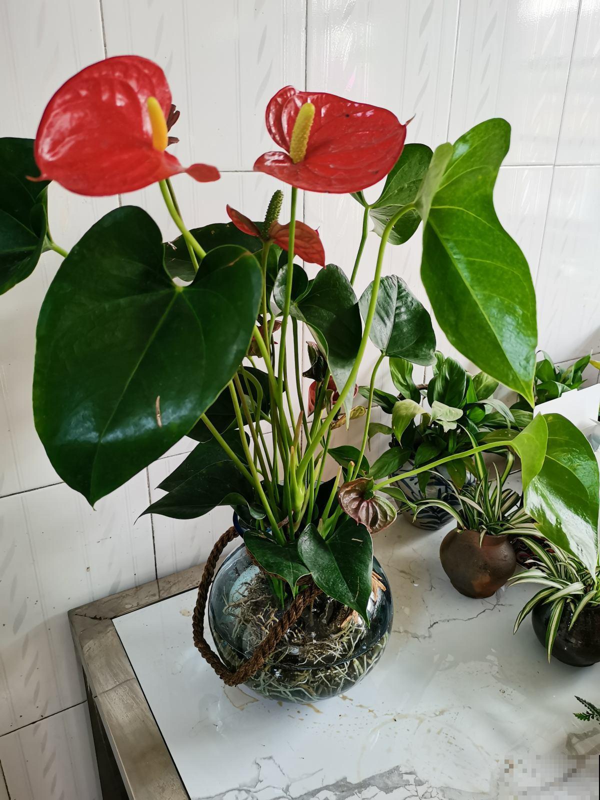 1种花需要暴晒，扔在南阳台不用管，开花红的像“火焰”