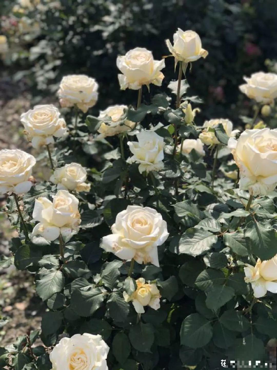 7种花冬天会假死，叶子掉光不要扔，明年还能大爆花！