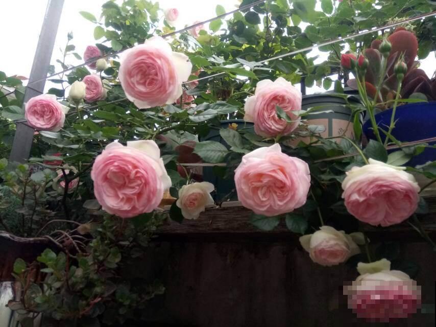 10种常见月季花图鉴，不要再问别人了，自己收藏慢慢看