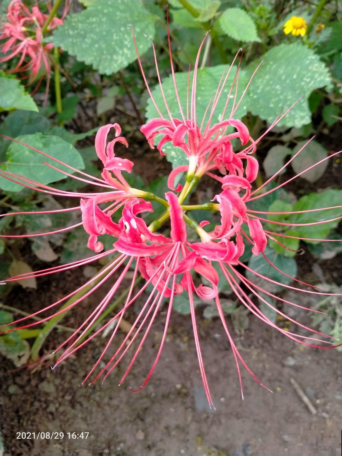 上古神话里的植物，比如王母娘娘的蟠桃树，还有一种花你也能养
