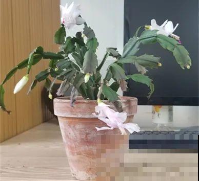 蟹爪兰软趴趴、掉花苞？它有“5怕”，避开后，叶片硬如铁！