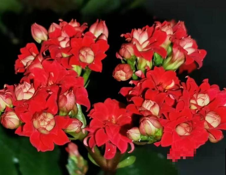 入秋后养长寿花，浇水没浇好，从根烂到茎